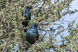 Black-bellied Starling