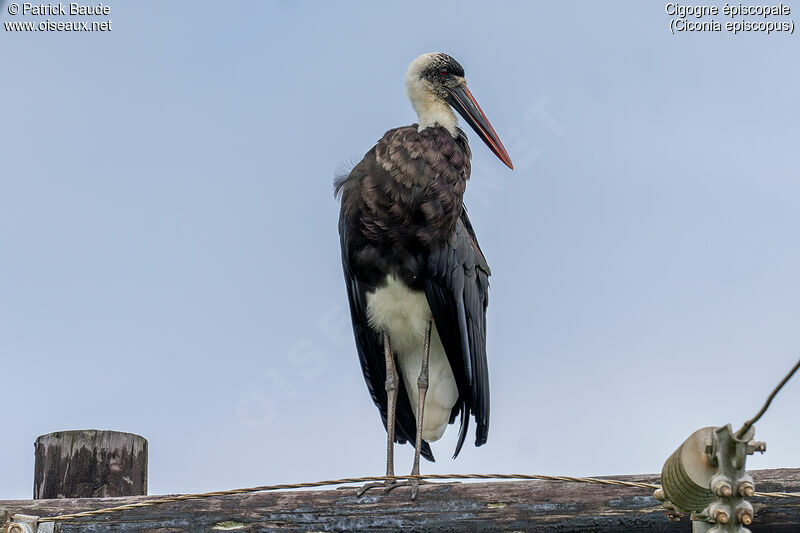 Cigogne épiscopaleadulte