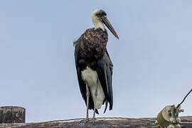 Asian Woolly-necked Stork