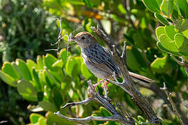 Grey-backed Cisticola