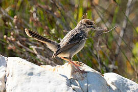 Grey-backed Cisticola