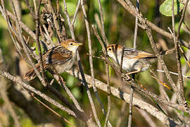 Grey-backed Cisticola