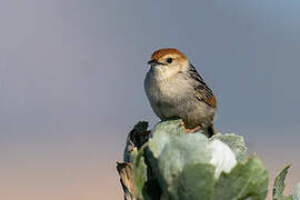 Levaillant's Cisticola