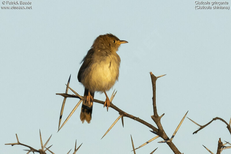 Rattling Cisticolaadult