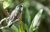 Colibri à ventre châtain