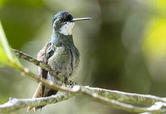 Colibri à ventre châtain