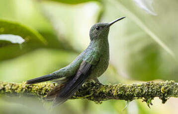 Colibri de Cuvier