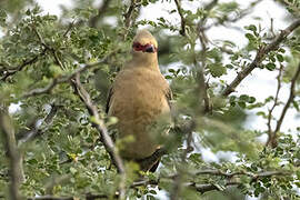 Red-faced Mousebird