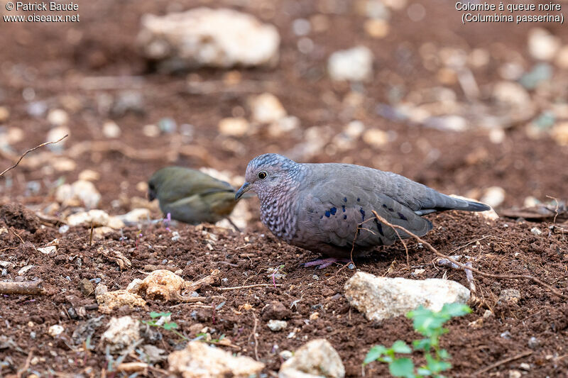 Common Ground Doveadult