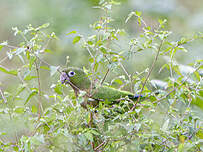 Conure naine