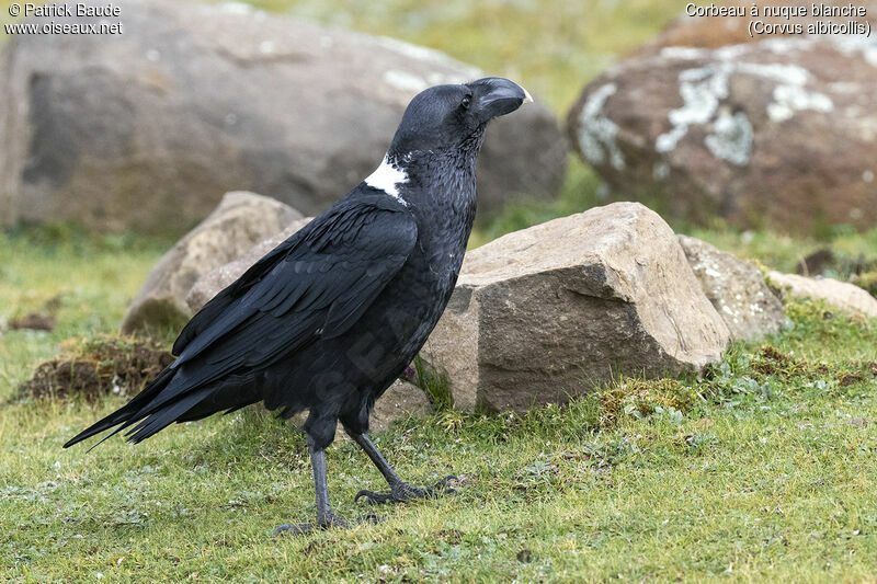 Corbeau à nuque blancheadulte