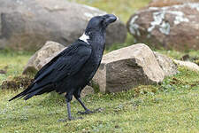 Corbeau à nuque blanche