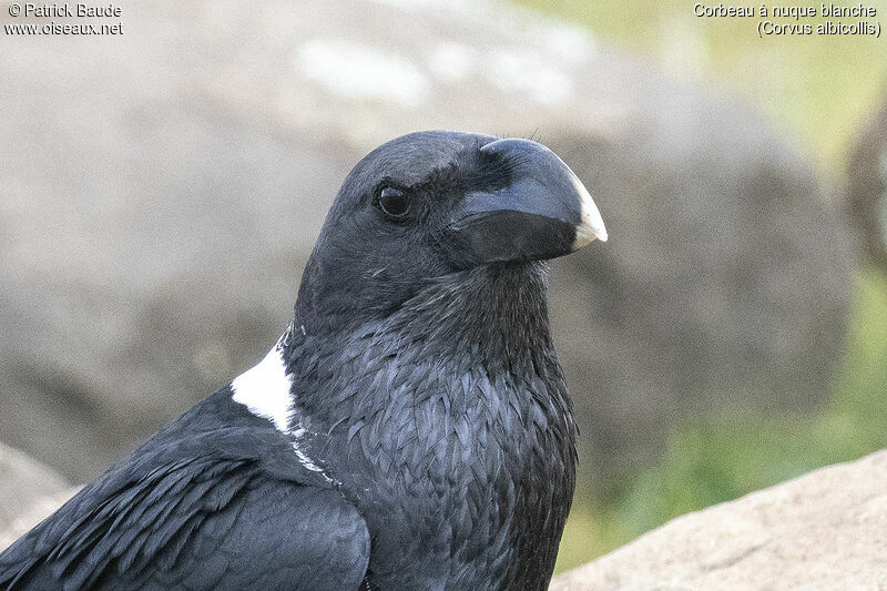 Corbeau à nuque blancheadulte