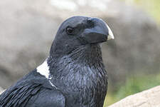 Corbeau à nuque blanche