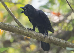 Corbeau indien