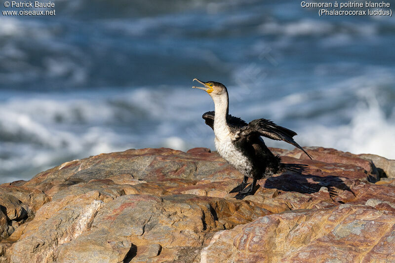 Cormoran à poitrine blancheadulte