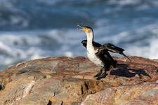 Cormoran à poitrine blanche