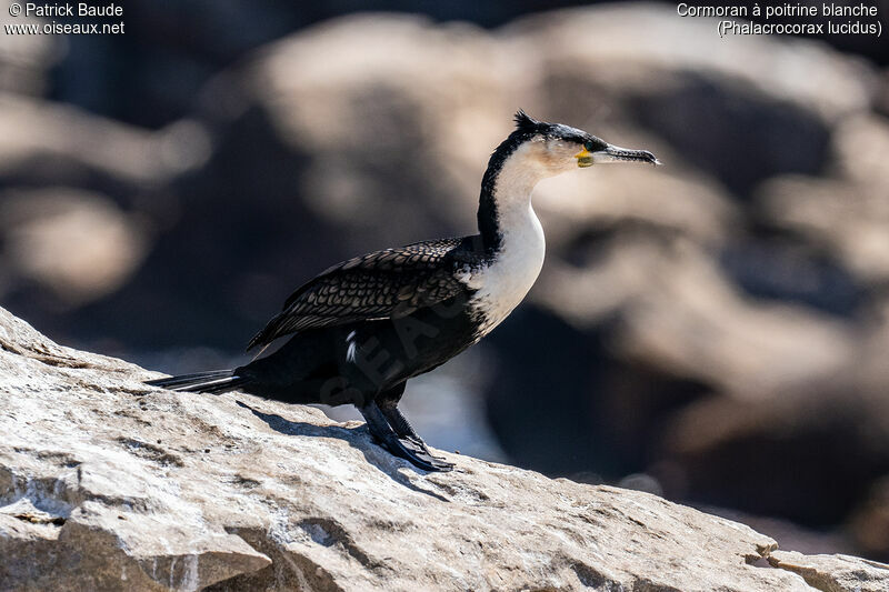 Cormoran à poitrine blancheadulte