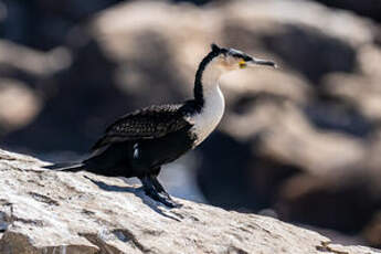 Cormoran à poitrine blanche