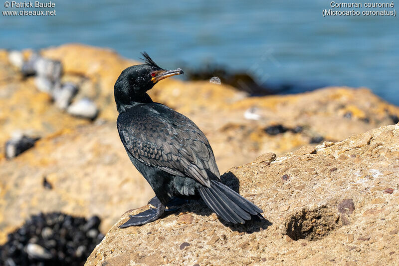 Cormoran couronnéadulte