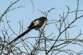 Magpie Shrike