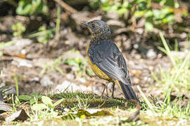 Chorister Robin-Chat