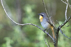 Cape Robin-Chat