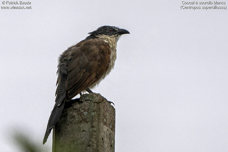 Coucal à sourcils blancsadulte