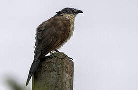 Coucal à sourcils blancs