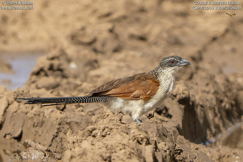 Coucal à sourcils blancsadulte