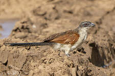 Coucal à sourcils blancs