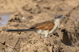 White-browed Coucal