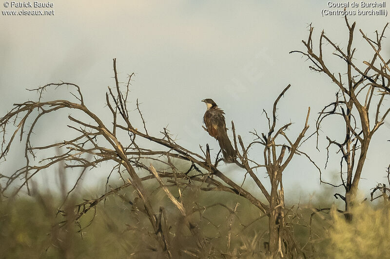 Coucal de Burchelladulte