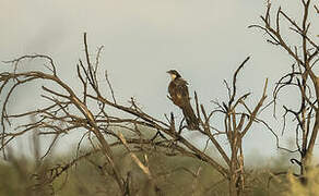 Coucal de Burchell