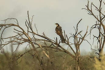 Coucal des papyrus