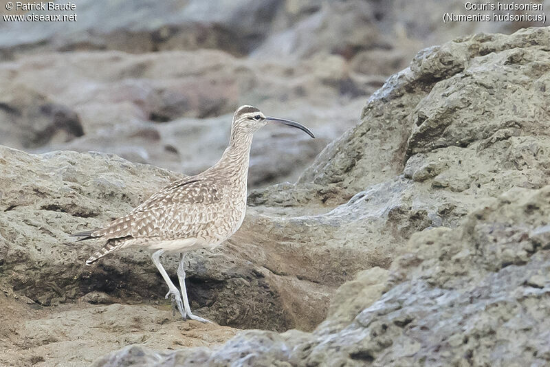 Hudsonian Whimbrel, identification