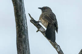 Arrow-marked Babbler