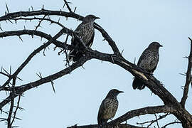 Arrow-marked Babbler