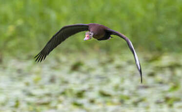 Dendrocygne à ventre noir