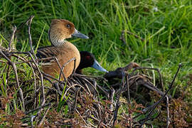 Dendrocygne fauve