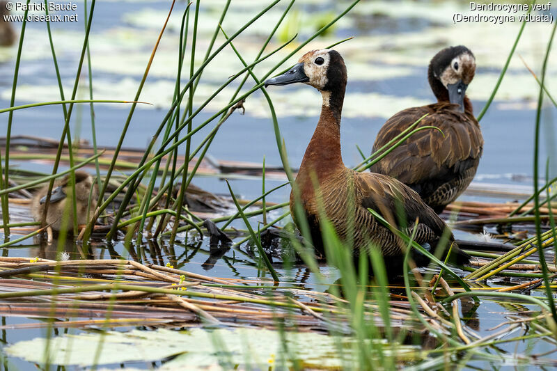 White-faced Whistling Duckadult