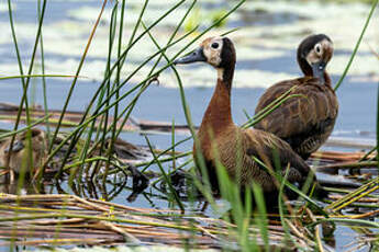 Dendrocygne veuf