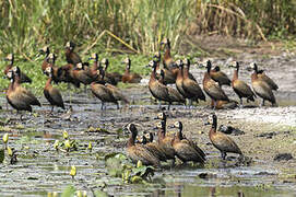 White-faced Whistling Duck