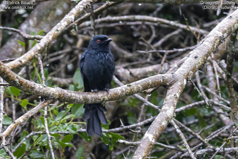 Square-tailed Drongoadult