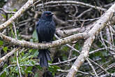 Drongo de Ludwig