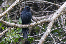 Square-tailed Drongo