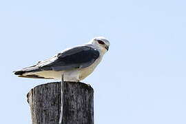 Black-winged Kite