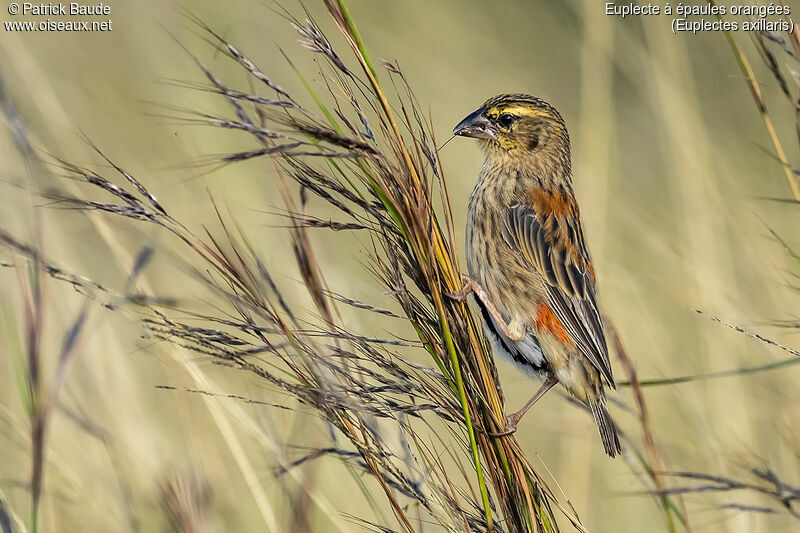 Fan-tailed Widowbirdadult post breeding