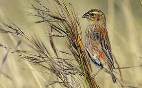 Fan-tailed Widowbird