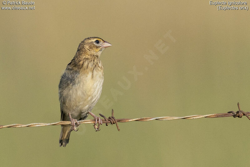 Southern Red Bishop female adult